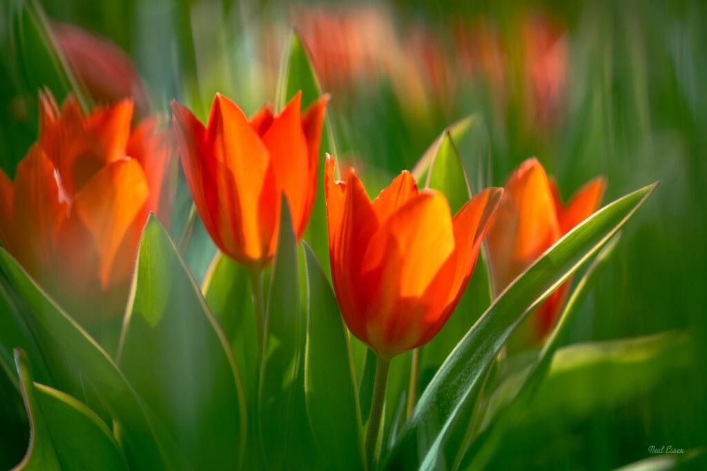 Taken in the botanical gardens, Zurich, these red tulips were backlit and shot through other foliage.